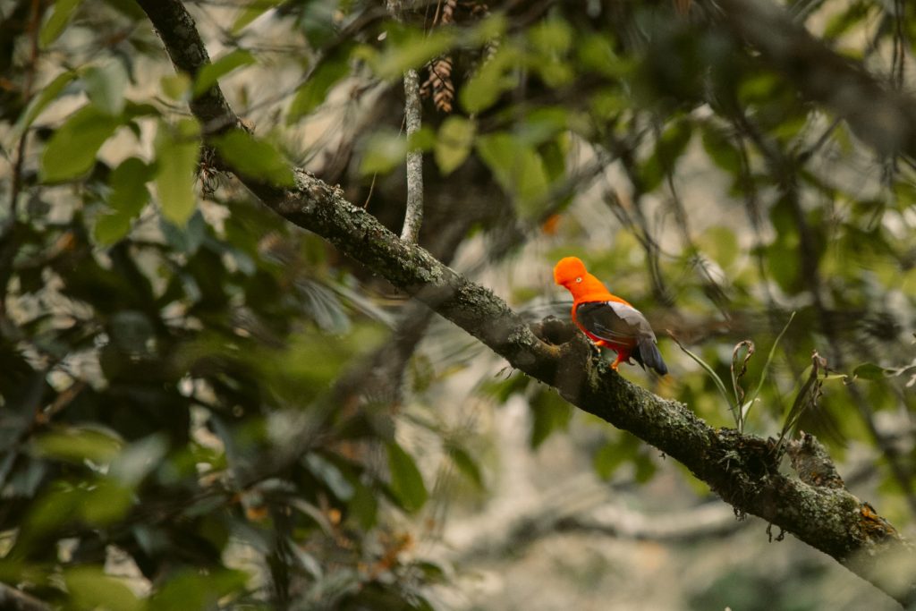 Andean cock-of-the-rock in the jungle of the Inca Jungle
