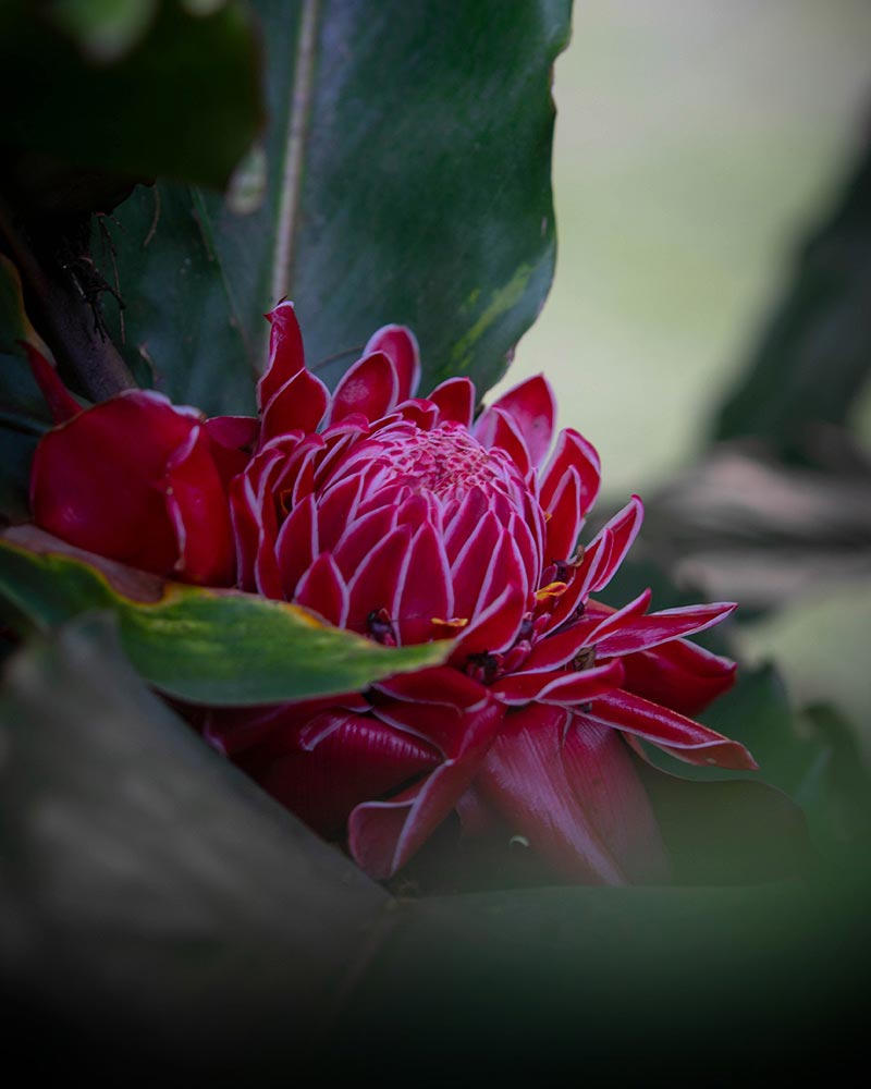 Flora on the Inca Jungle Trek - Bromelids