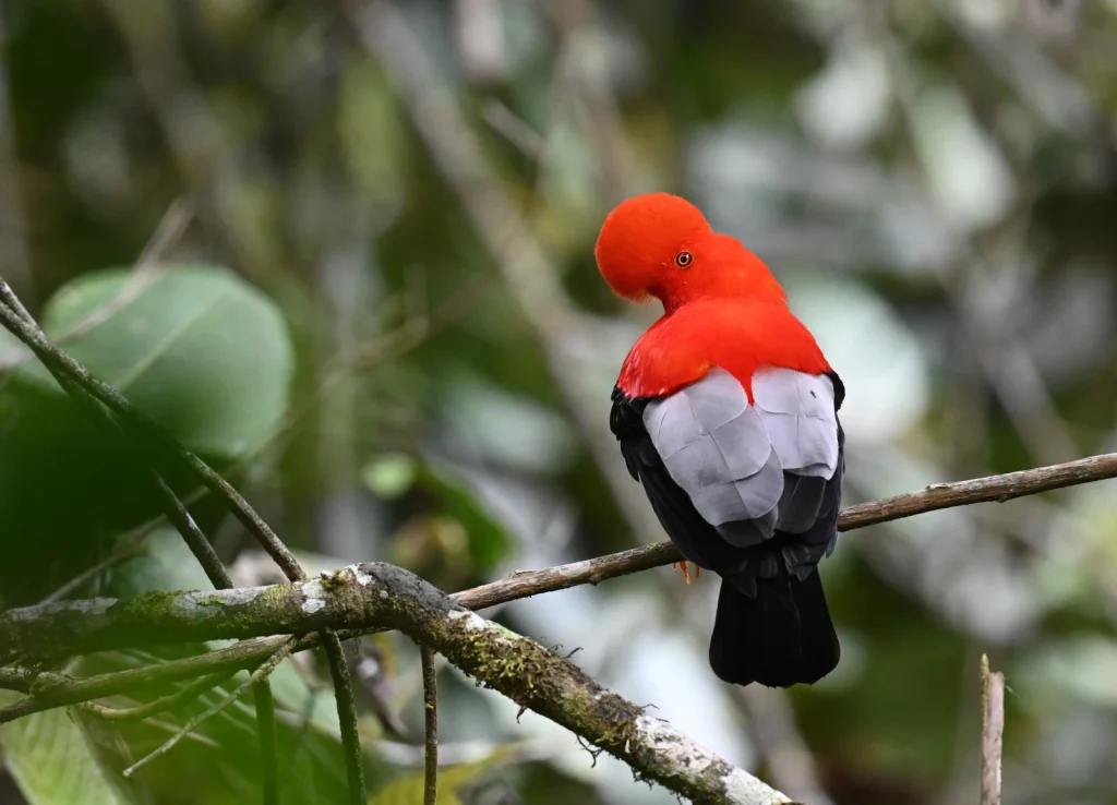 'Andean Cock of the Rock' by Andy Reago & Chrissy McClarren